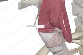 Attēlu rezultāti vaicājumam “Cribraria piriformis”