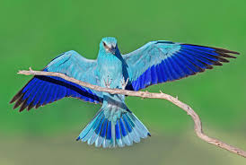 Attēlu rezultāti vaicājumam “Coracias garrulus”