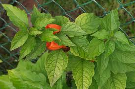 Attēlu rezultāti vaicājumam “Physalis alkekengi leaf”