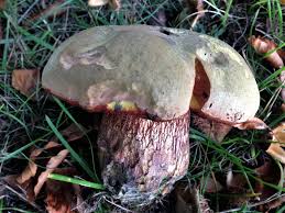 Attēlu rezultāti vaicājumam “Boletus luridus”