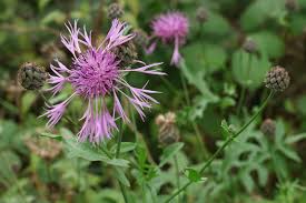 Attēlu rezultāti vaicājumam “Centaurea scabiosa leaf”