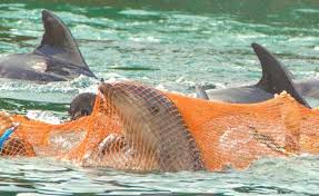 Image result for japan dolphin slaughter