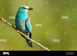 Attēlu rezultāti vaicājumam “Coracias garrulus”