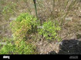 Attēlu rezultāti vaicājumam “Peucedanum oreoselinum leaf”