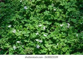 Attēlu rezultāti vaicājumam “Isopyrum thalictroides leaf”