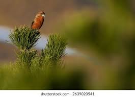 Image result for Loxia curvirostra