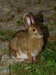 Attēlu rezultāti vaicājumam “Lepus sp.”