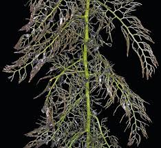 Attēlu rezultāti vaicājumam “Utricularia vulgaris”