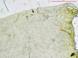 Attēlu rezultāti vaicājumam “Campylium stellatum”