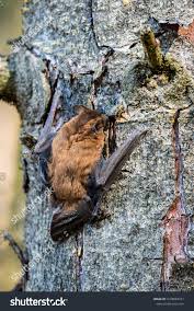 Attēlu rezultāti vaicājumam “Nyctalus leisleri”