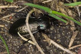 Attēlu rezultāti vaicājumam “Carabus arcensis”