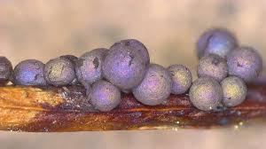 Attēlu rezultāti vaicājumam “Lamproderma pseudomaculatum spores”