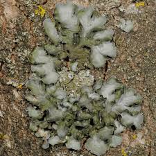 Attēlu rezultāti vaicājumam “Pleurosticta acetabulum”