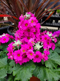 Image result for Primula malacoides