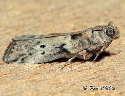 Attēlu rezultāti vaicājumam “Pyralididae”