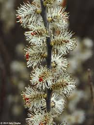 Attēlu rezultāti vaicājumam “Betula humilis female flower”
