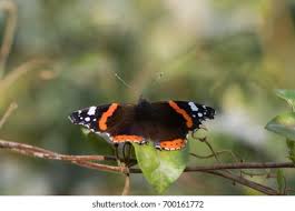 Attēlu rezultāti vaicājumam “Vanessa atalanta upperside”