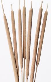 Image result for Rohrkolben