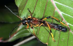 Attēlu rezultāti vaicājumam “Necydalis major”