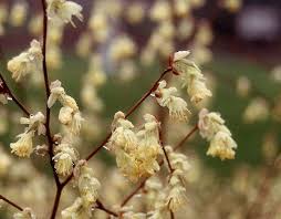 Attēlu rezultāti vaicājumam “Kurzia pauciflora”