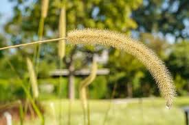 Attēlu rezultāti vaicājumam “Gramineae”