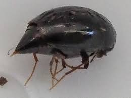 Attēlu rezultāti vaicājumam “Scaphisoma sp.”