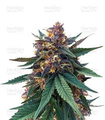 Attēlu rezultāti vaicājumam “Viola rupestris bud”