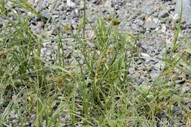 Attēlu rezultāti vaicājumam “Carex arenaria”