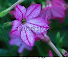 Image result for Nicotiana x sanderae