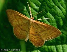 Attēlu rezultāti vaicājumam “Idaea serpentata”