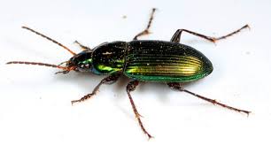 Attēlu rezultāti vaicājumam “Pterostichus aterrimus”