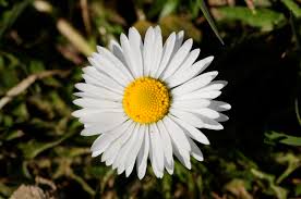 Image result for Bellis perennis