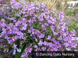 Attēlu rezultāti vaicājumam “Lathyrus vernus”