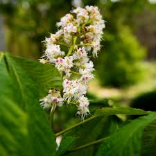 Attēlu rezultāti vaicājumam “Aesculus”