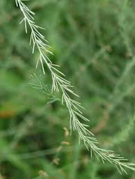 Attēlu rezultāti vaicājumam “Asparagus officinalis leaf”