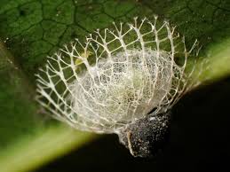 Attēlu rezultāti vaicājumam “Phronia sp.”