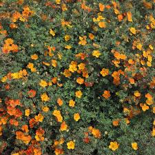 Attēlu rezultāti vaicājumam “Potentilla”