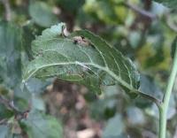 Attēlu rezultāti vaicājumam “Lyonetia prunifoliella”