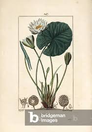 Attēlu rezultāti vaicājumam “Nymphaea alba leaf”