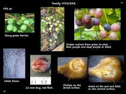 Attēlu rezultāti vaicājumam “Vitaceae”
