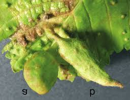 Attēlu rezultāti vaicājumam “Tetraneura ulmi”