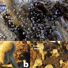 Attēlu rezultāti vaicājumam “Phleogena faginea sessile”
