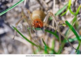 Attēlu rezultāti vaicājumam “Miturgidae”