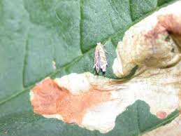 Attēlu rezultāti vaicājumam “Cameraria ohridella”