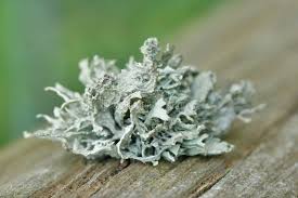 Attēlu rezultāti vaicājumam “Ramalina fastigiata”