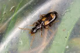 Attēlu rezultāti vaicājumam “Calodromius spilotus”