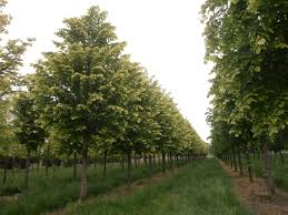 Attēlu rezultāti vaicājumam “Tilia tomentosa”