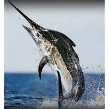 Image result for Istiompax indica