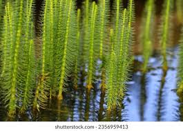 Attēlu rezultāti vaicājumam “Hippuris vulgaris”