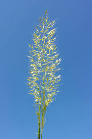 Attēlu rezultāti vaicājumam “Trisetum flavescens”